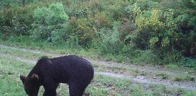 Nova gravación dun oso pardo nos montes galegos