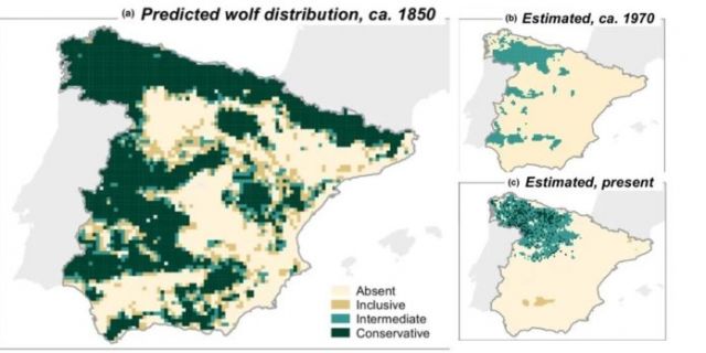 Cerco ao lobo: un estudo revela o progresivo illamento da especie en Galicia